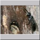 Passaloecus sp - Grabwespe 06 5-7mm.jpg